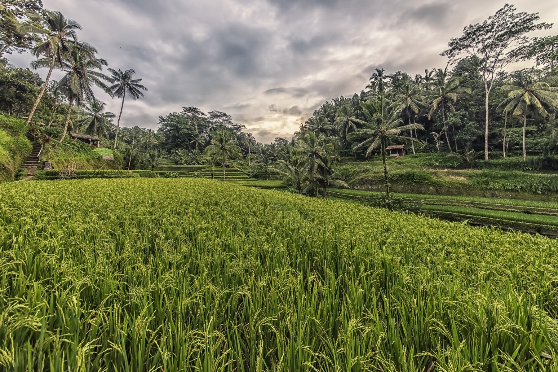 Bali Harvest Wall Mural