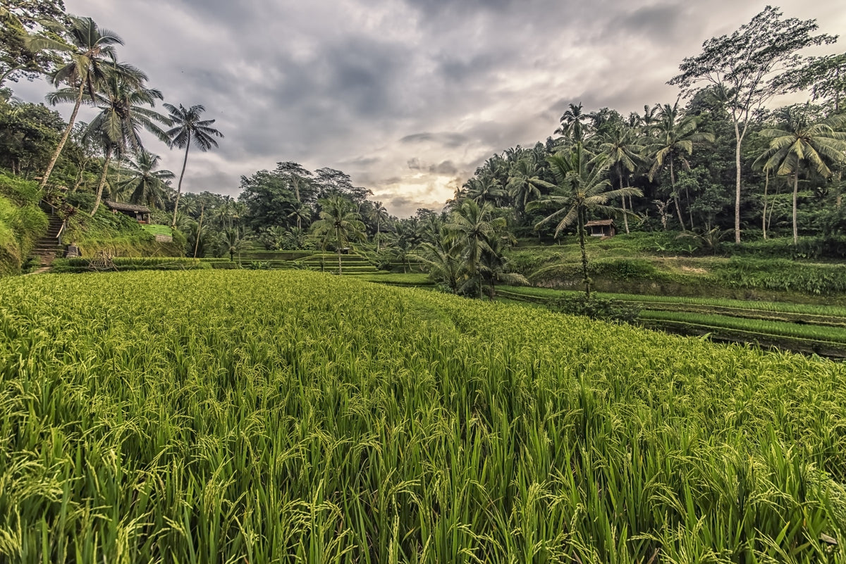 Bali Harvest Wall Mural in your room — zoomed
