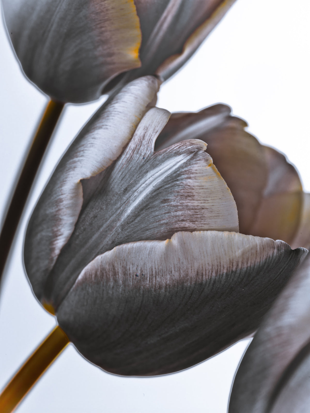 Miracle Tulips Wall Mural in your room — zoomed