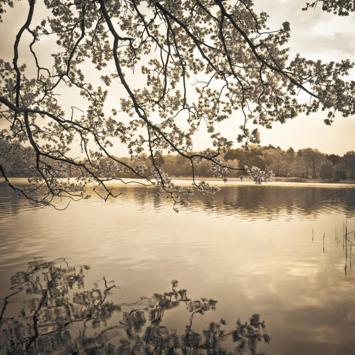 Branches above Lake Wall Mural in your room