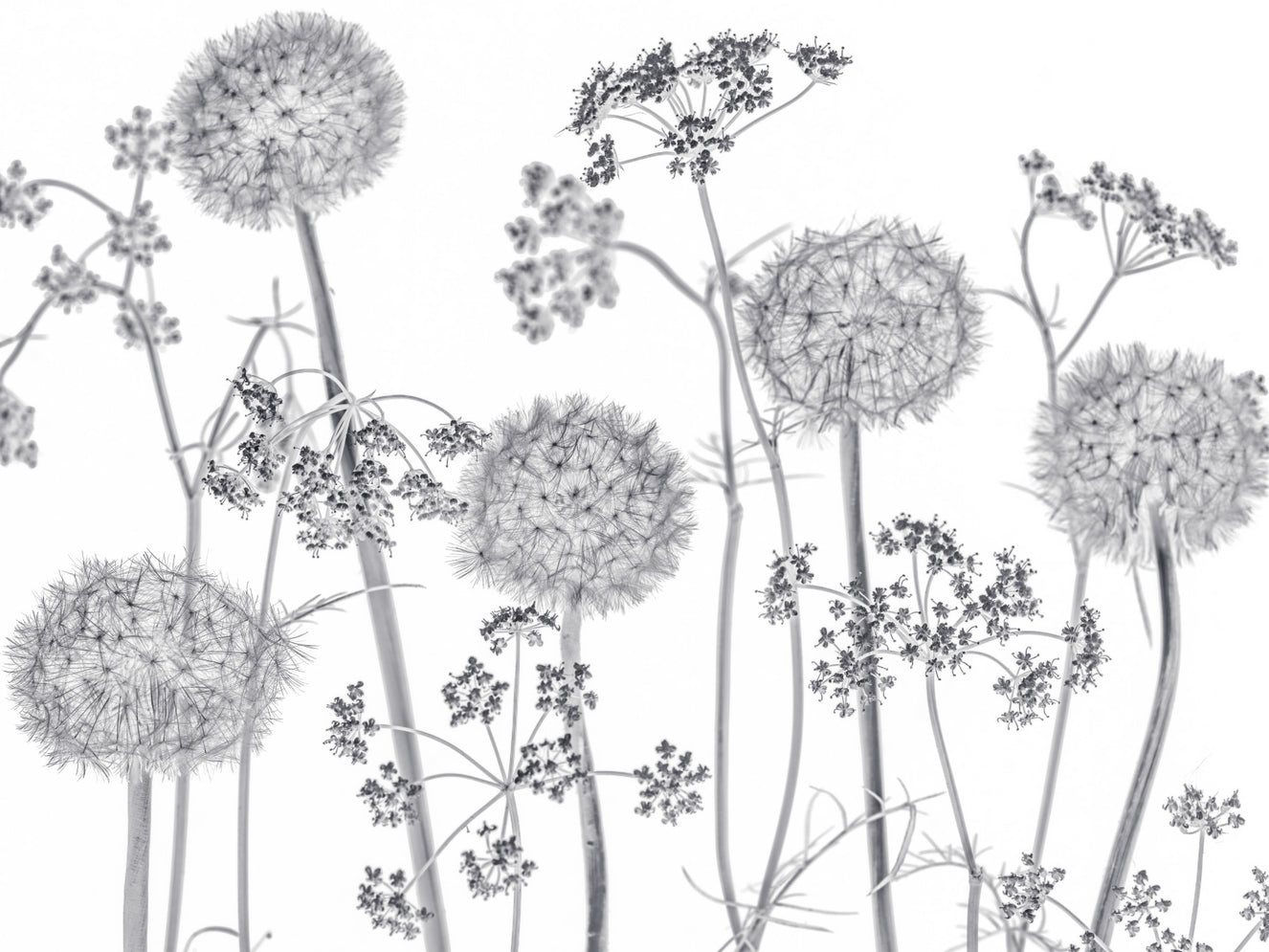 Dancing Wildflowers Wall Mural