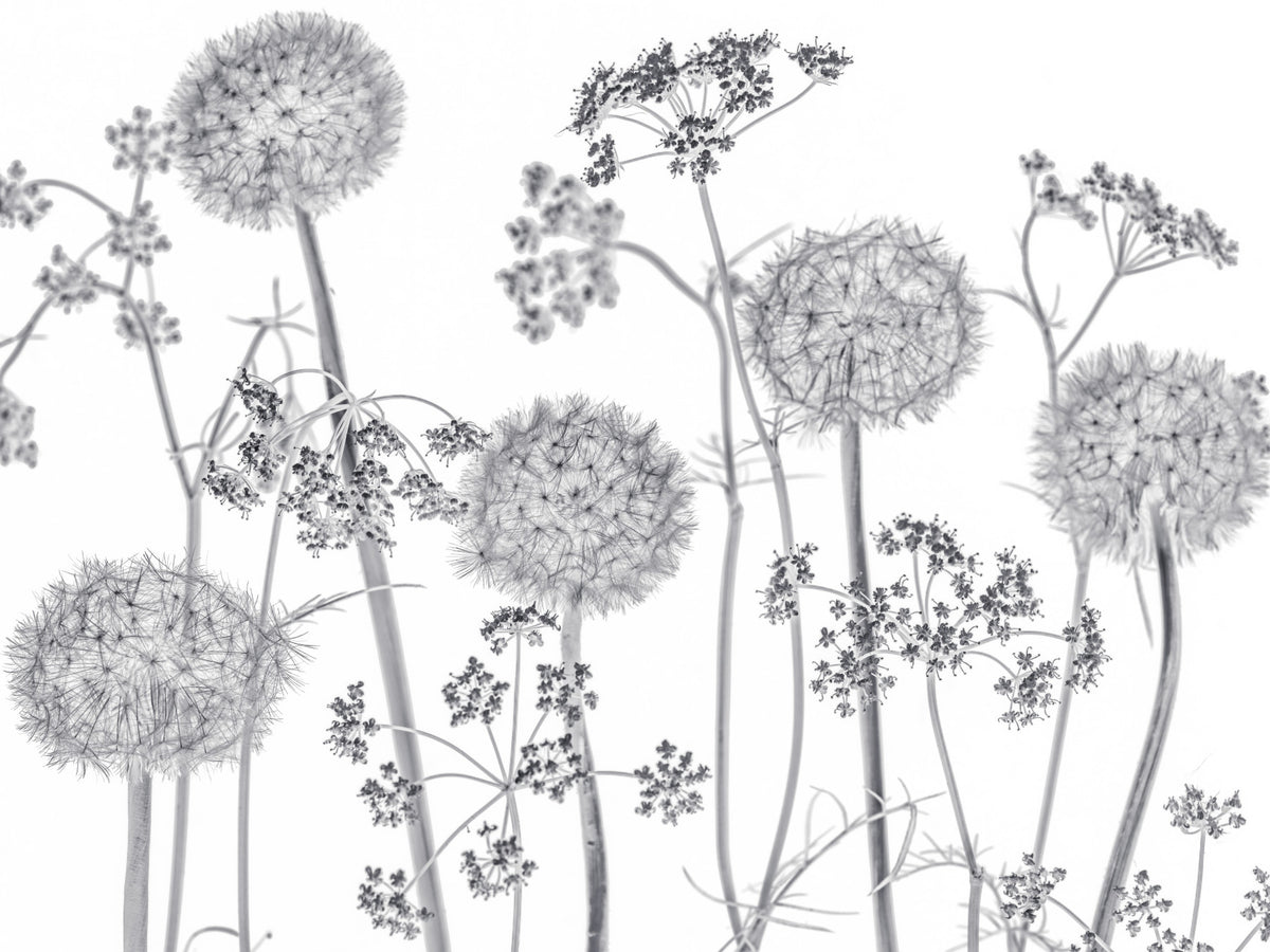 Dancing Wildflowers Wall Mural in your room — zoomed