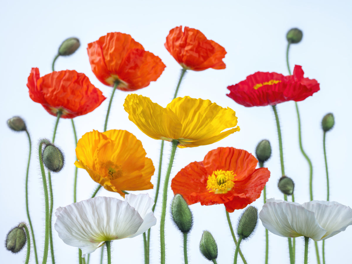 Poppy Field Burst Wall Mural in your room — zoomed