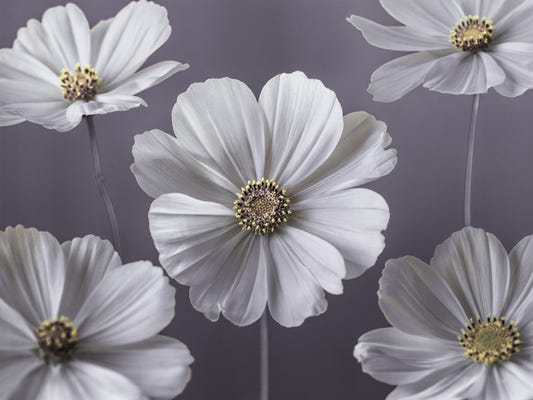 Cosmos Flowers Wall Mural