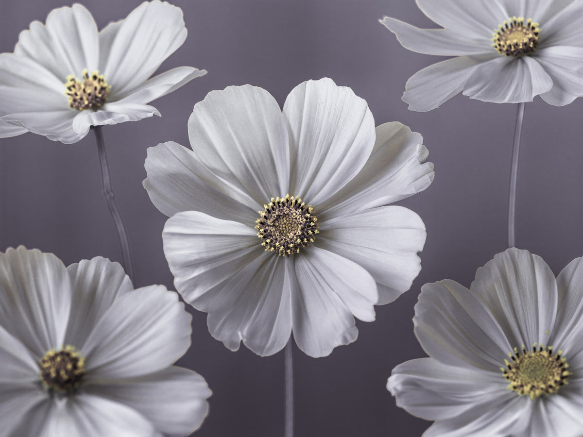 Cosmos Flowers Wall Mural