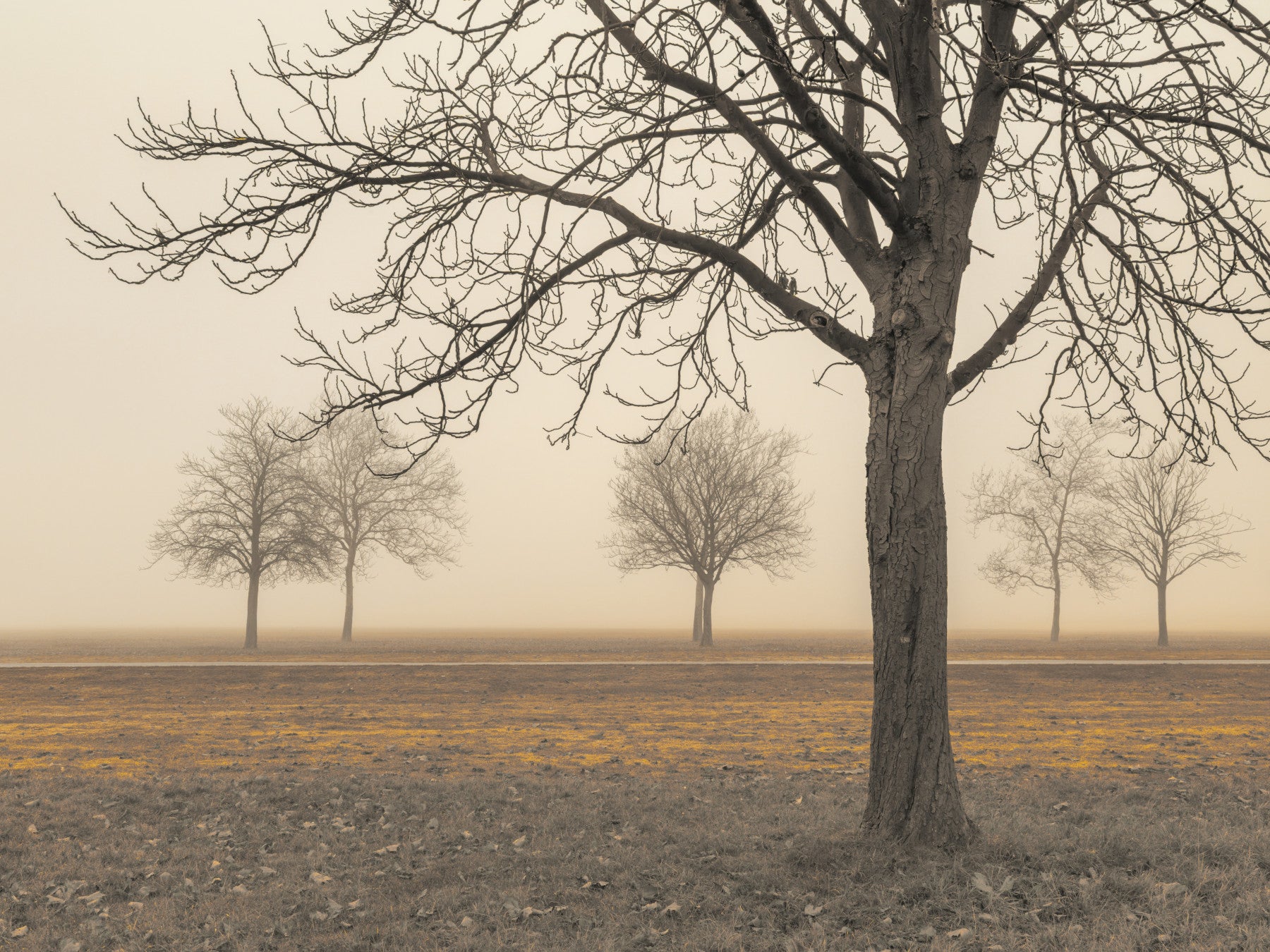 Misty Countryside wallpaper mural with bare sepia trees in fog behind a grey sectional sofa in a living room