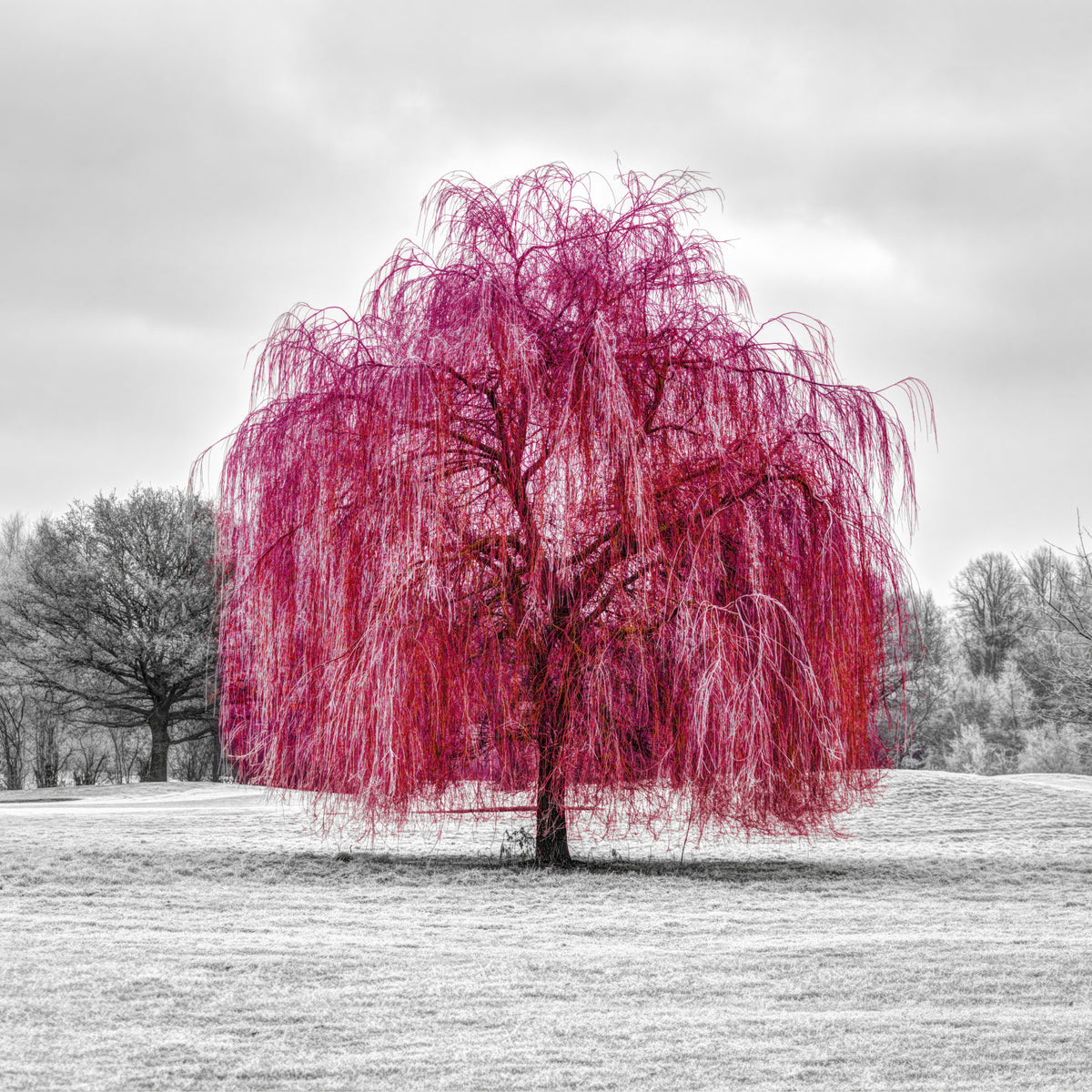Vibrant Pink Willow Wall Mural in your room — zoomed