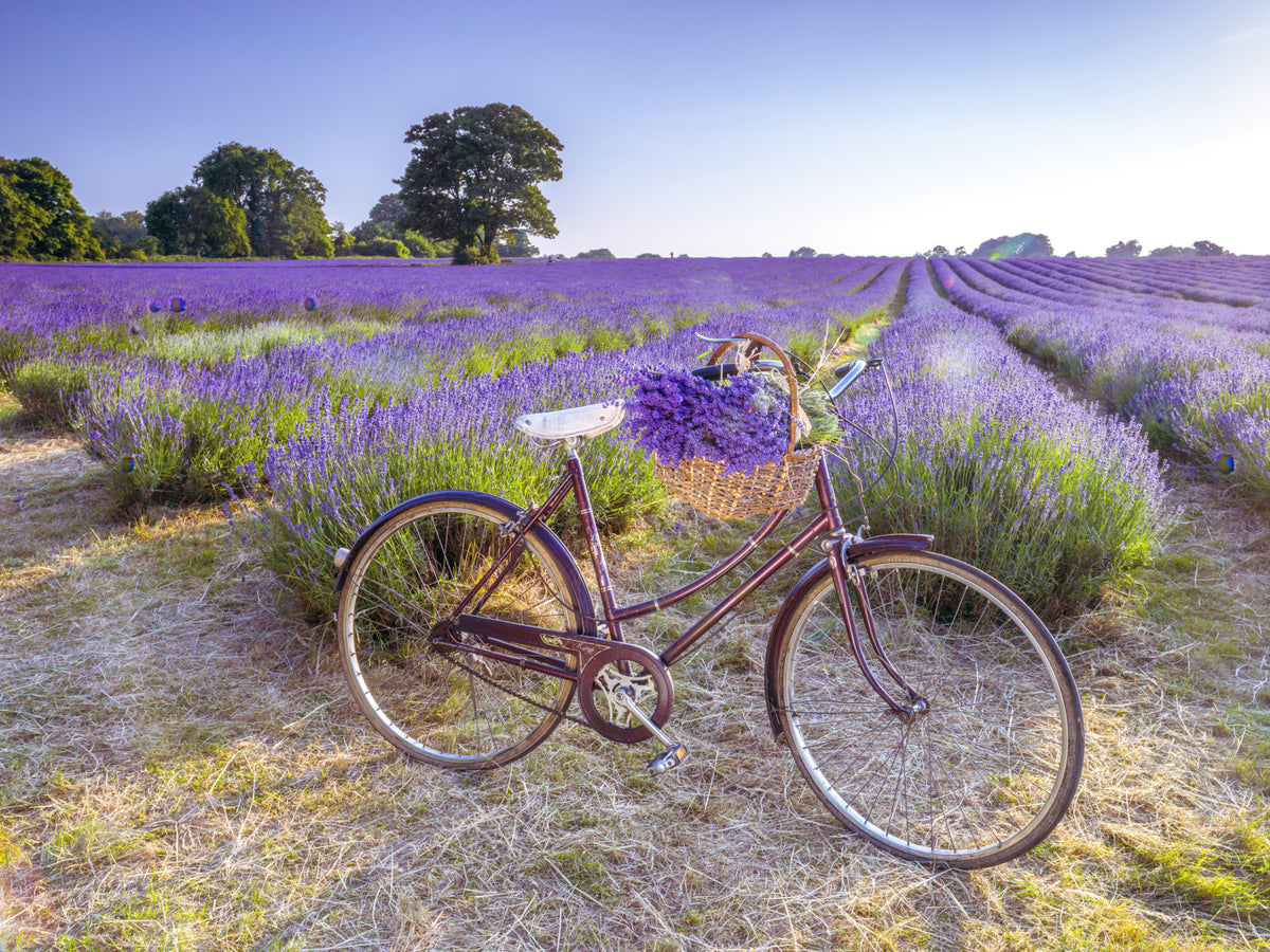 Bicycle in Lavender field Wall Mural in your room