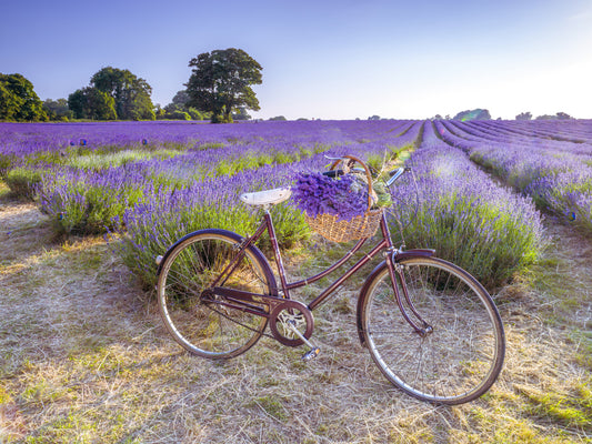 Bicycle in Lavender field Wall Mural