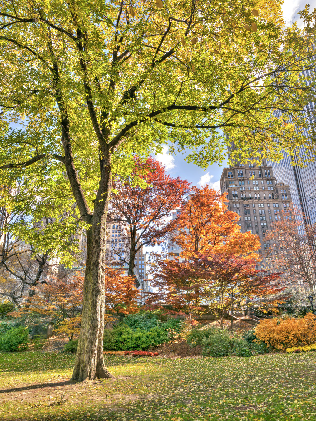 Colours of Central Park Wall Mural in your room