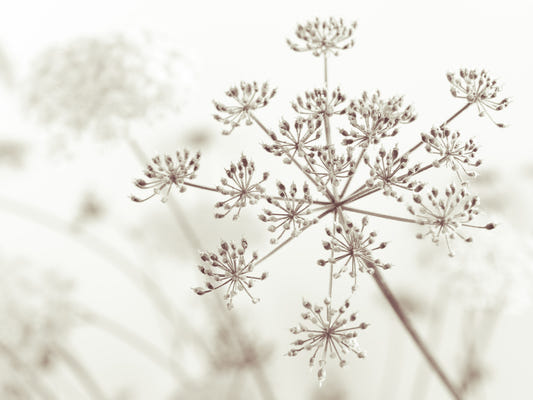 Cow Parsley Sepia Wall Mural