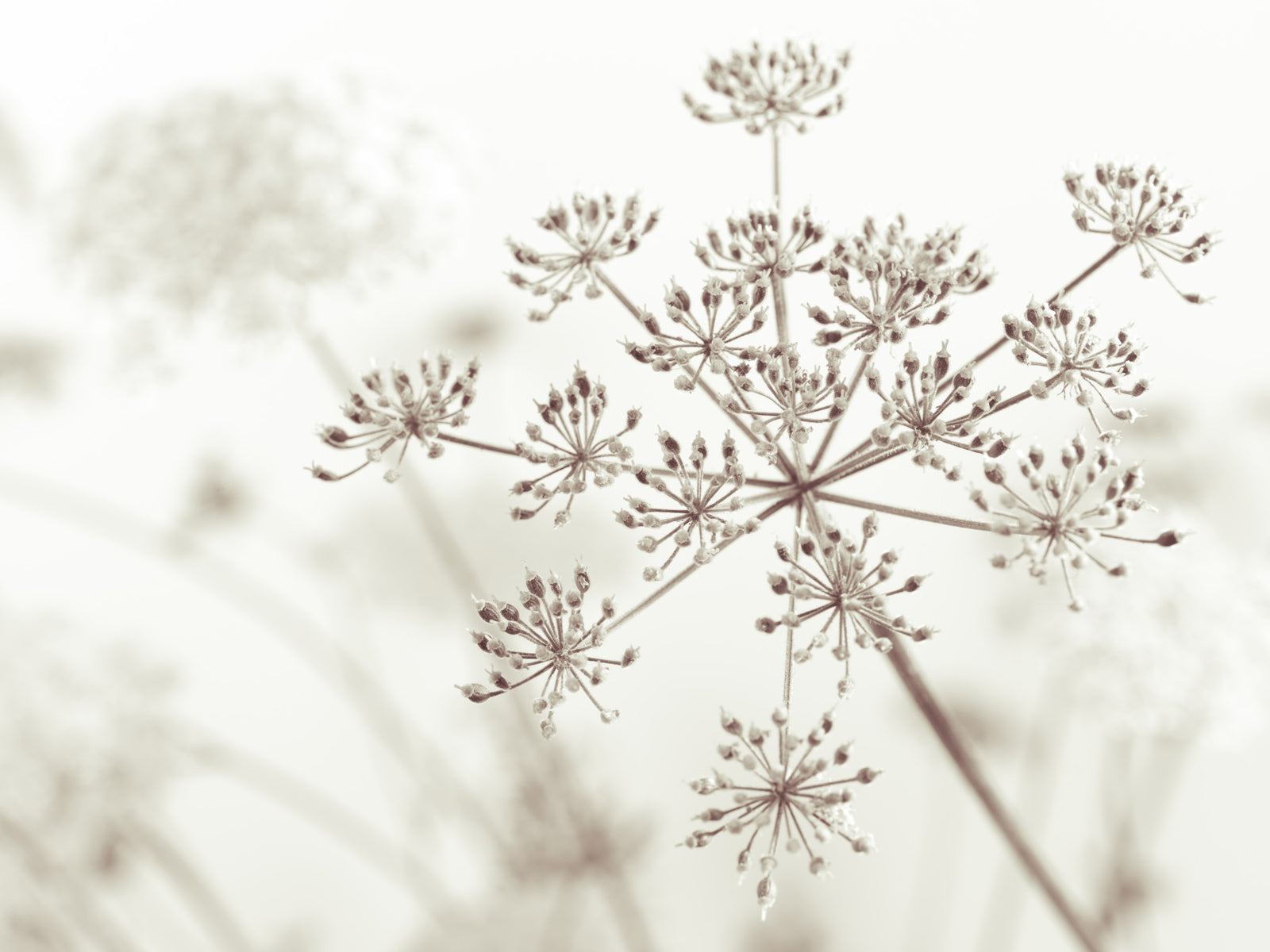 Cow Parsley Sepia Wall Mural