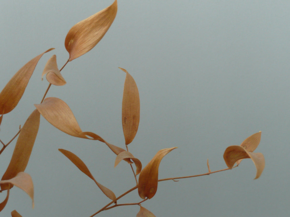 Amber Whispers Wall Mural in your room — zoomed