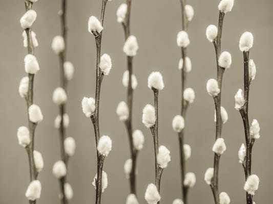 Pussy Willow Wall Mural