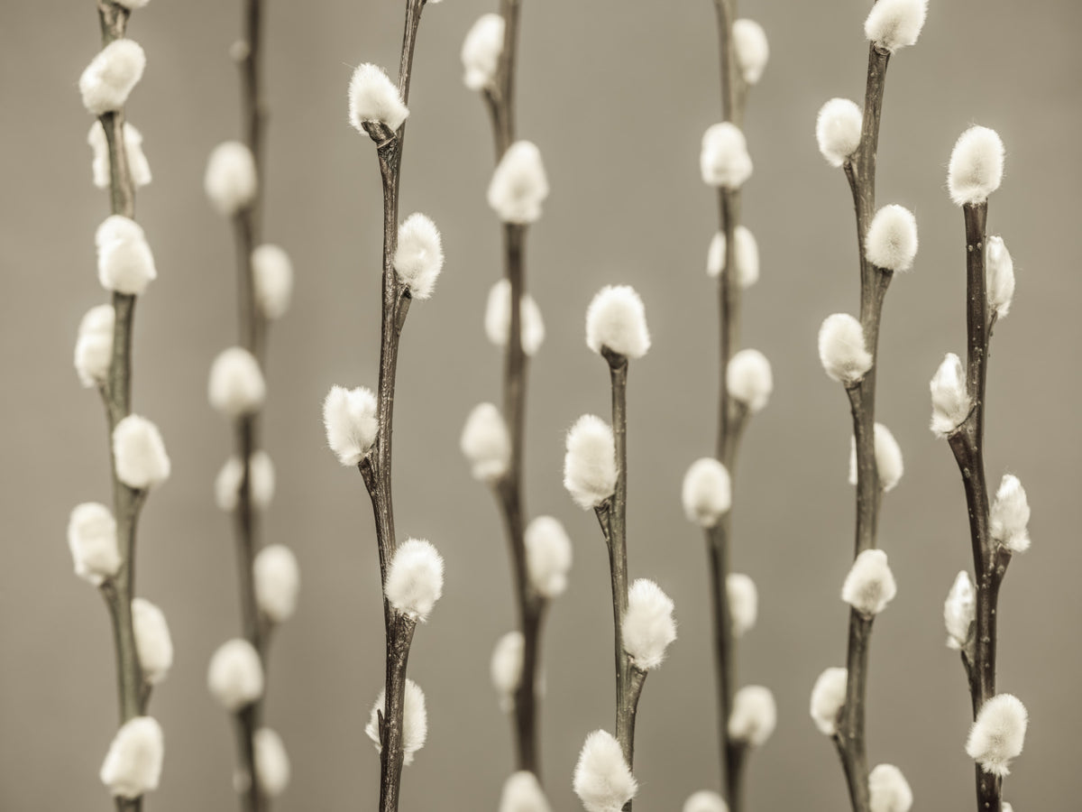 Pussy Willow Wall Mural in your room — zoomed