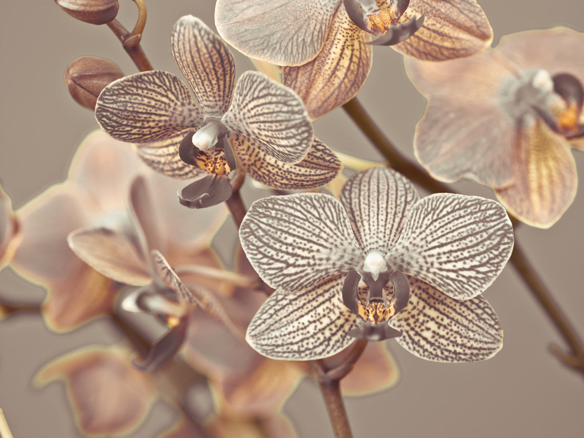 Orchid Whisper Wall Mural in your room — zoomed