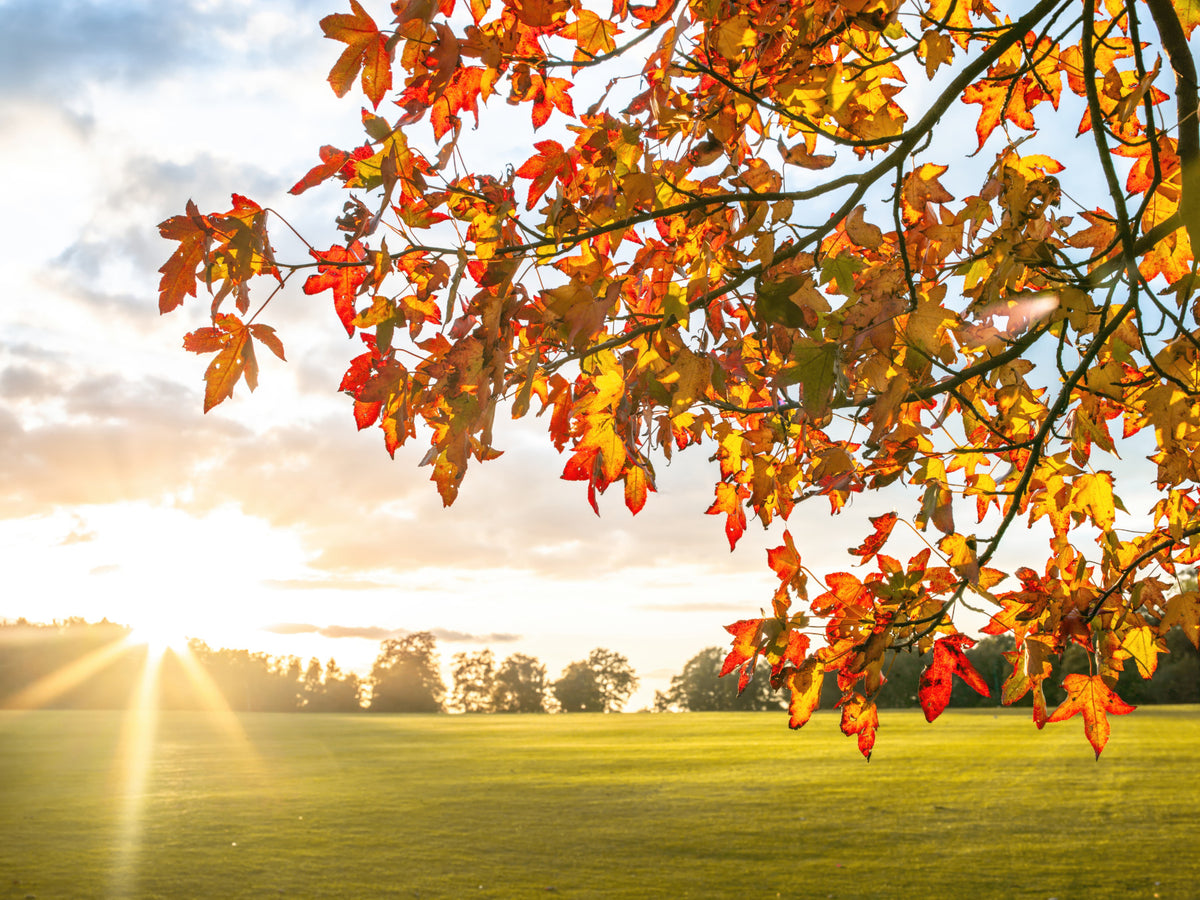 Autumn's Golden Symphony Wall Mural in your room