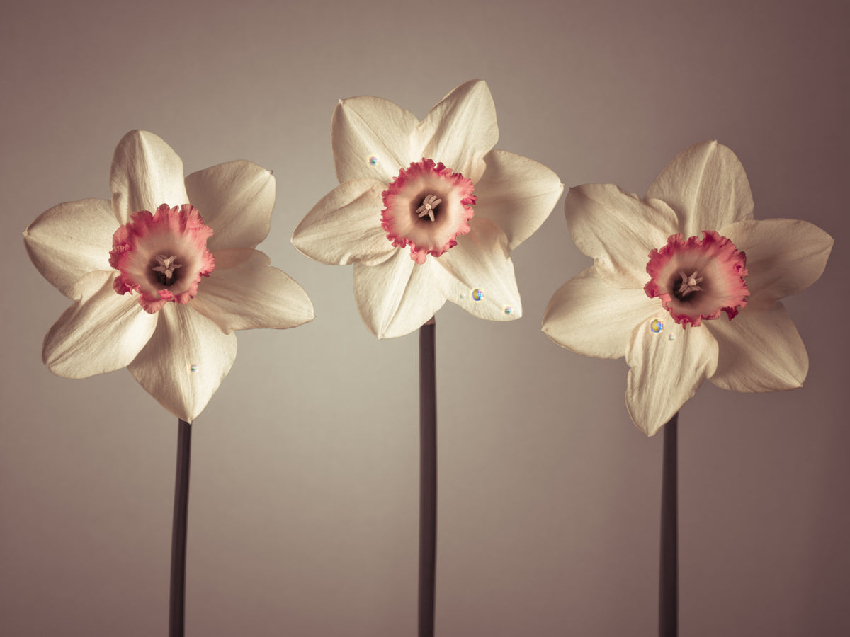 Dazzling Daffodils Wall Mural in your room