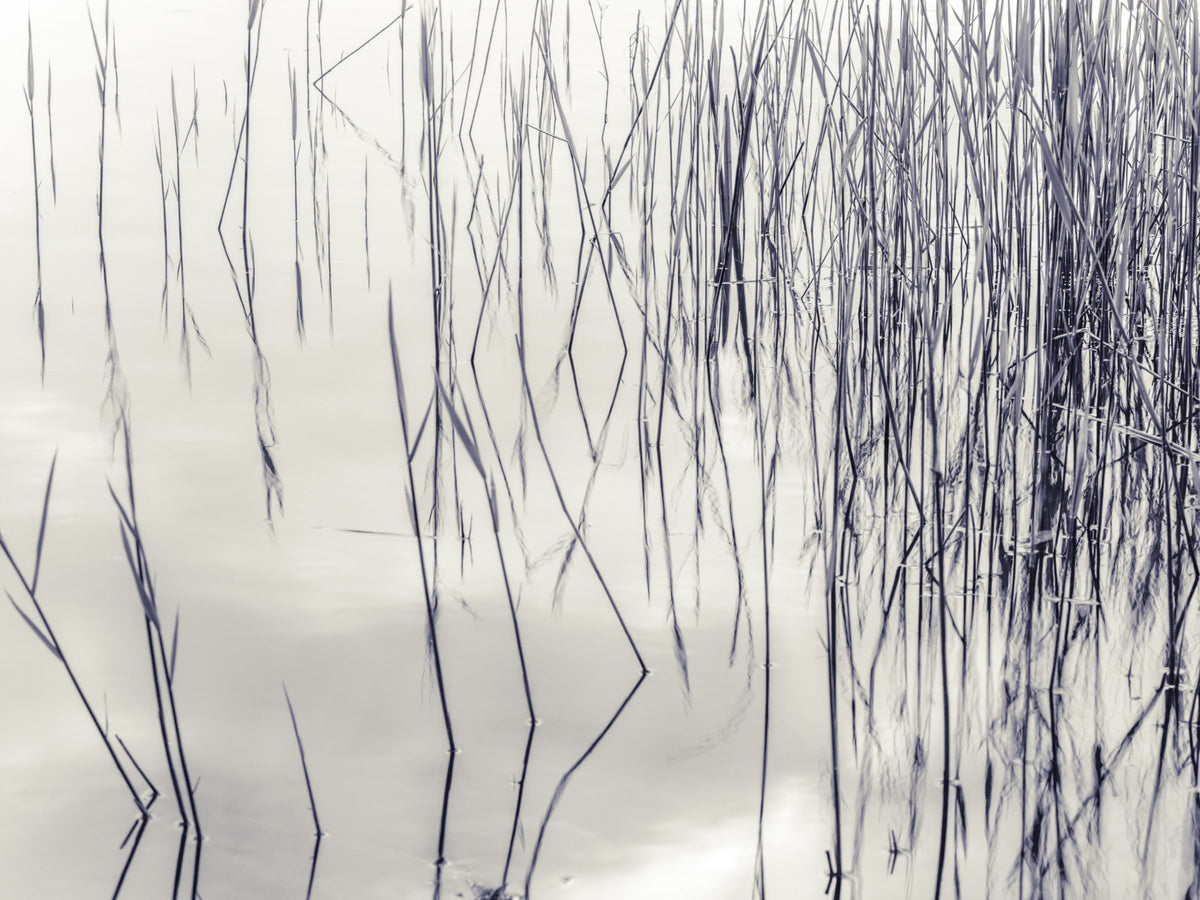 Grassy Reflections Wall Mural in your room — zoomed