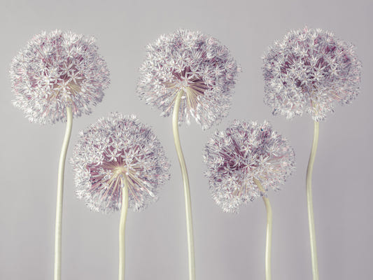 Allium Dreams Wall Mural