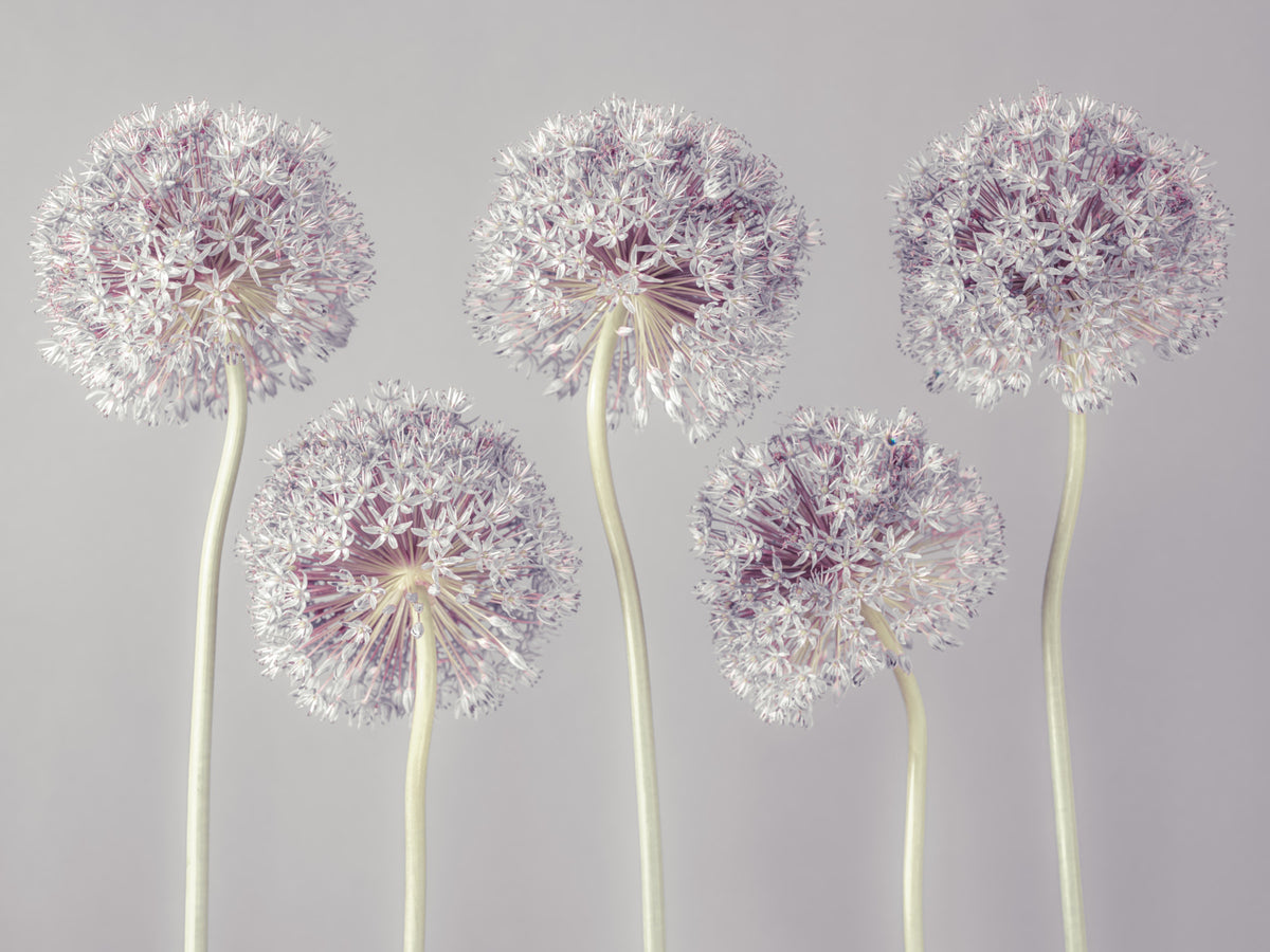 Allium Dreams Wall Mural
