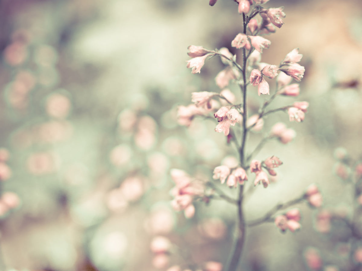 Flowering Heuchera Wall Mural