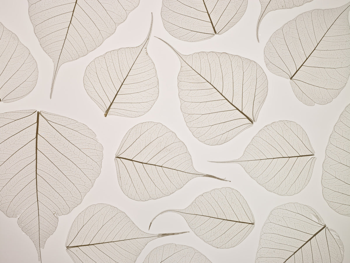Skeletal Leaves Wall Mural in your room