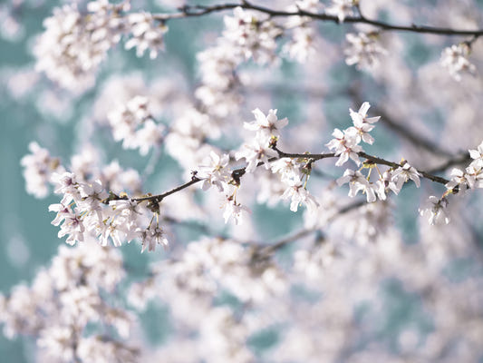 Cherry Bloom Serenity Wall Mural