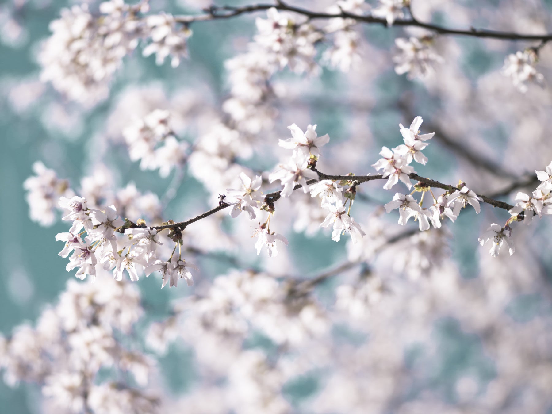 Cherry Bloom Serenity Wall Mural