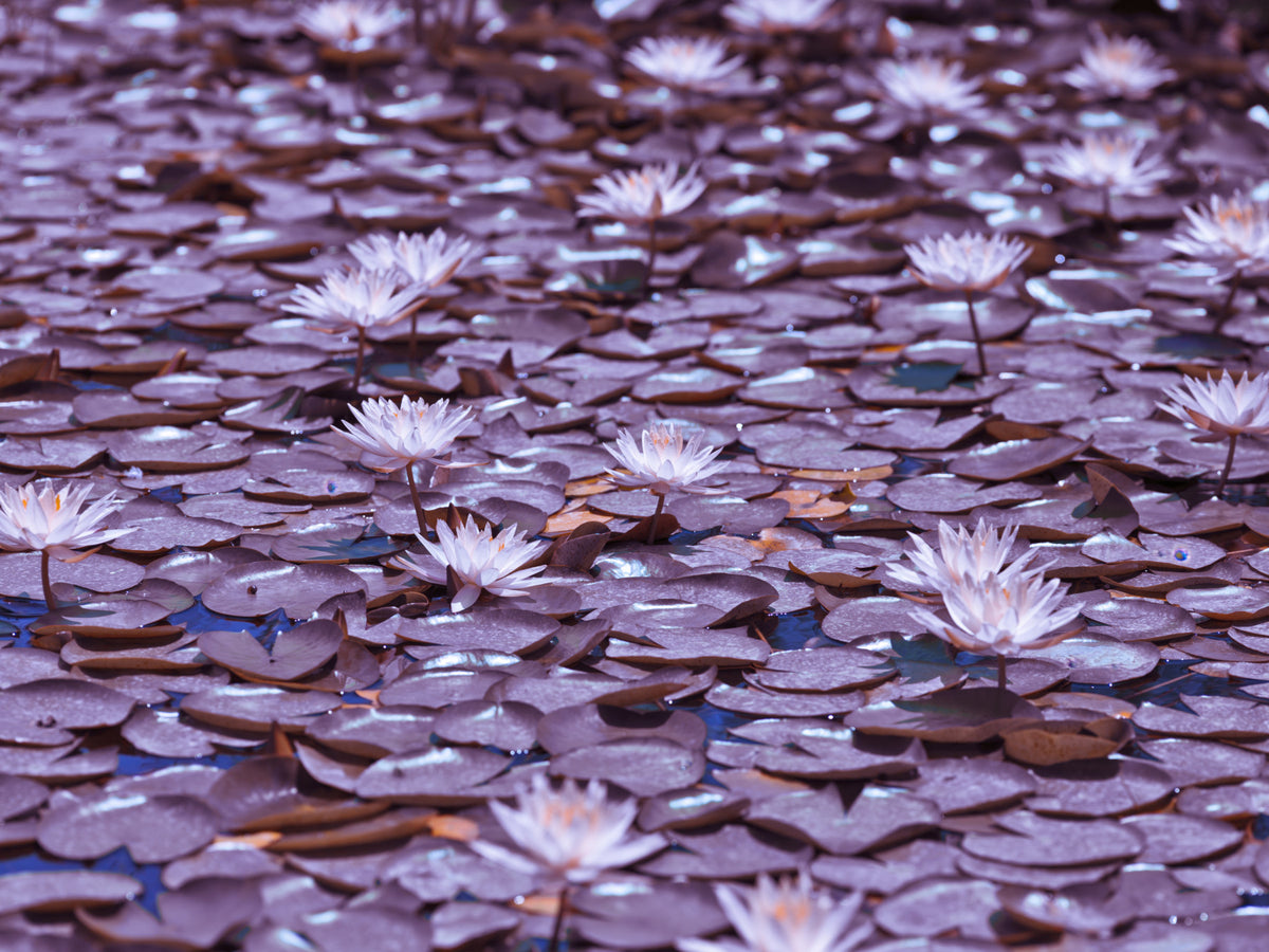 Lilac Lotus Pond Wall Mural