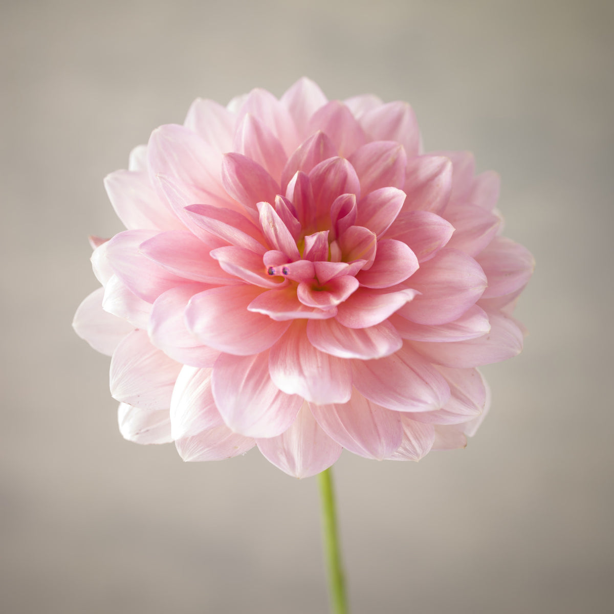 Pink Dahlia Wall Mural in your room — zoomed
