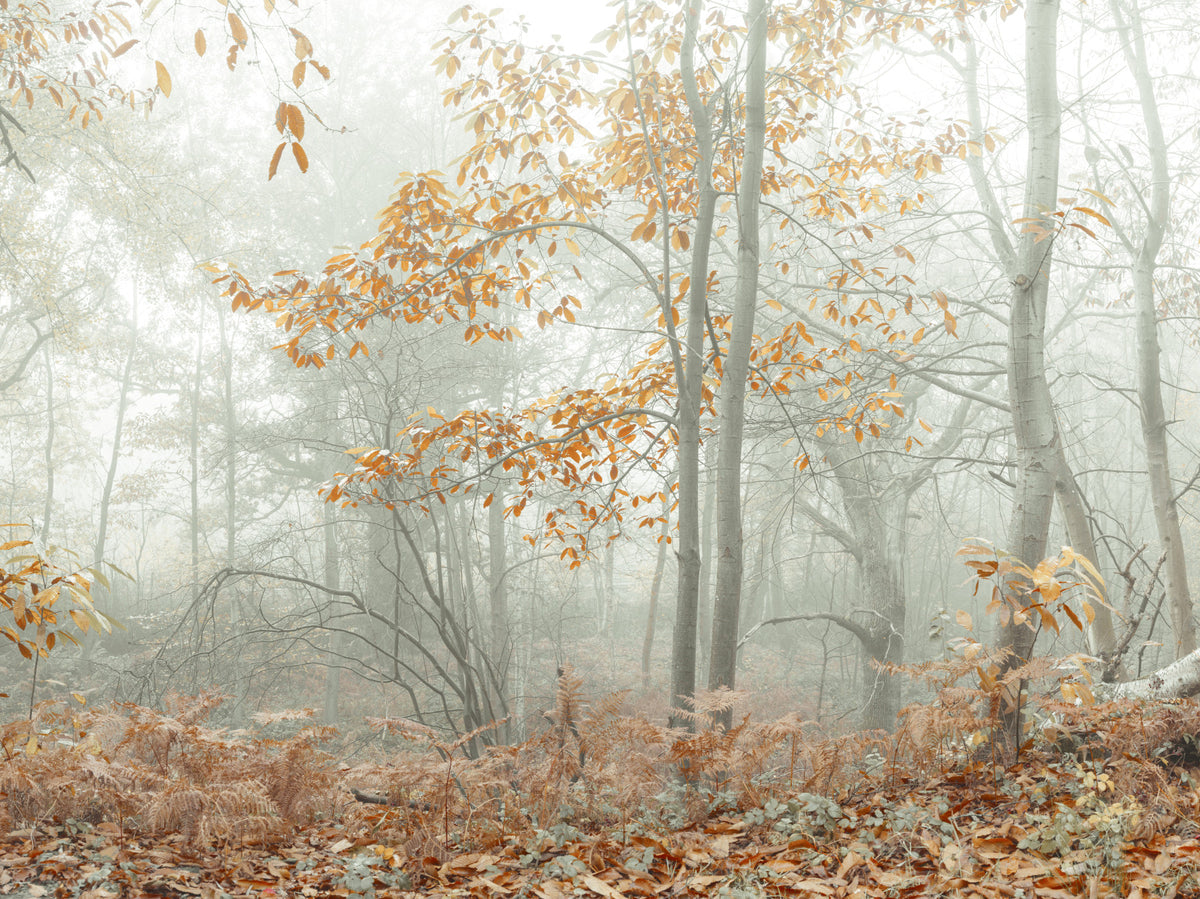 Misty Autumn Morning Wall Mural