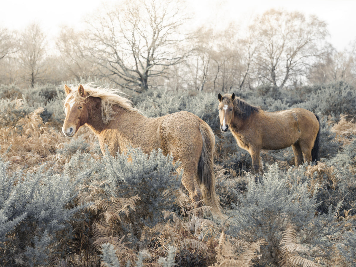 Graceful Grazers Wall Mural in your room
