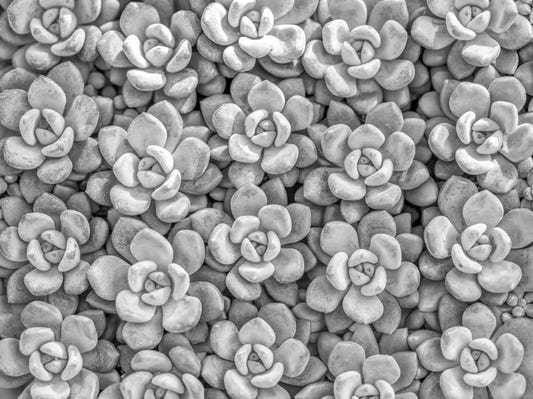 Grayscale Succulent Array Wall Mural