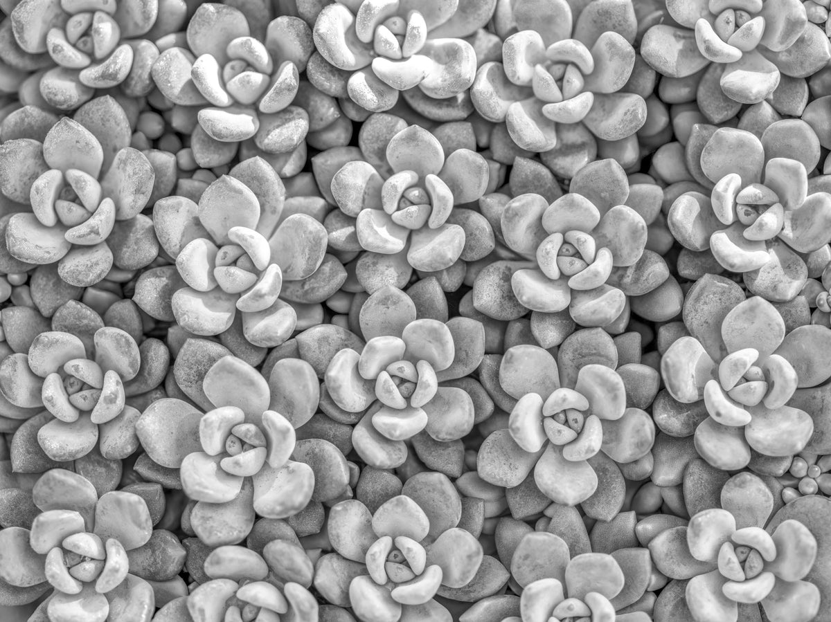 Grayscale Succulent Array Wall Mural in your room