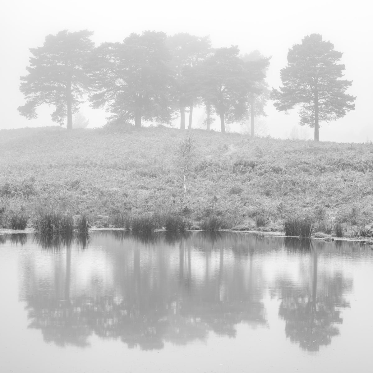 Mystical Reflections Wall Mural in your room — zoomed