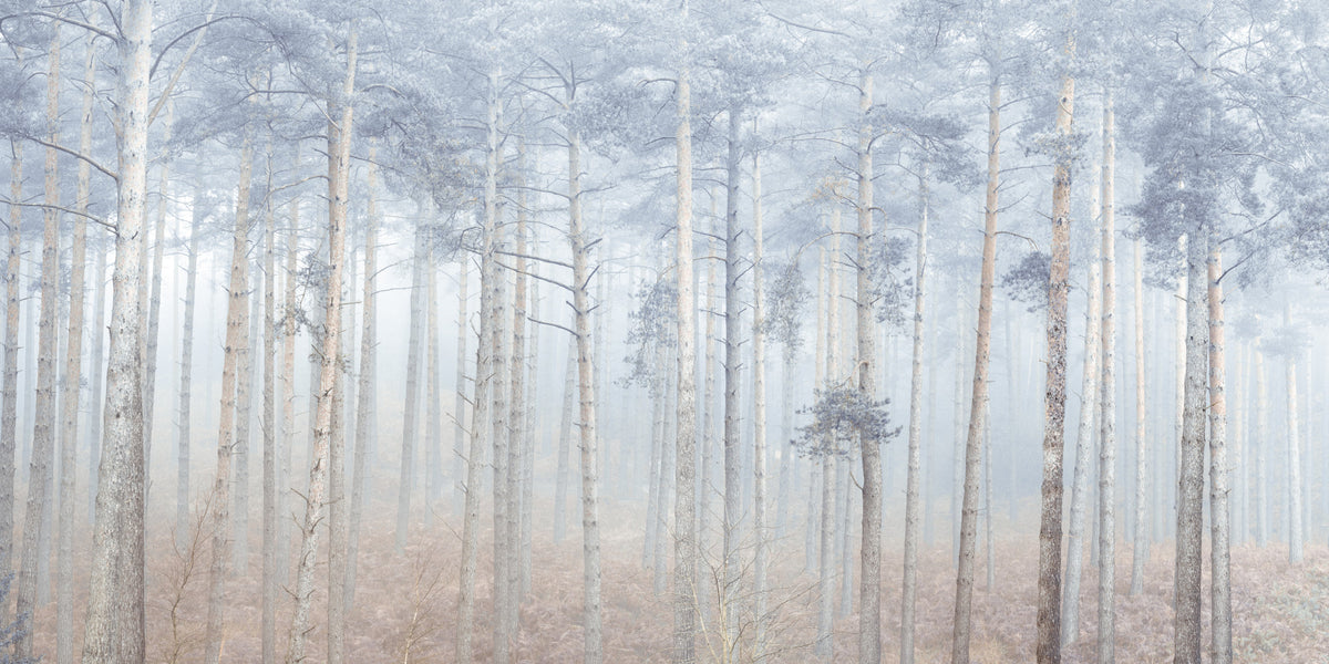Pine Forest Serenity Wall Mural in your room