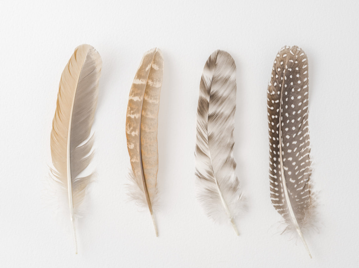 Soft Feather Array Wall Mural in your room — zoomed