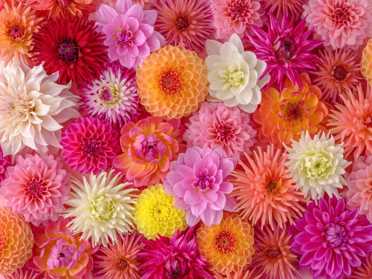 Blossom Medley Wall Mural in your room — zoomed