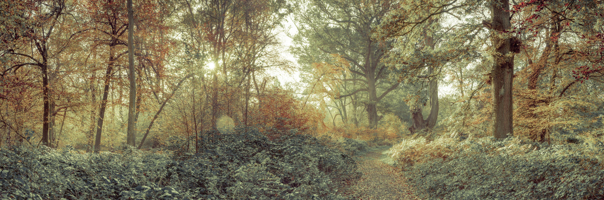 Forest Glow Wall Mural in your room