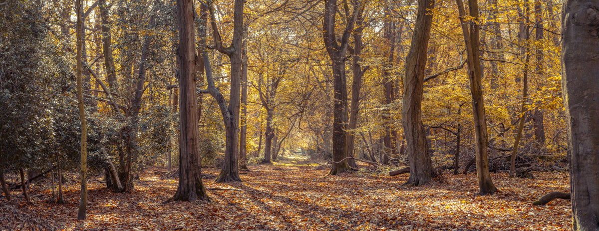 Golden Forest Scene Wall Mural in your room — zoomed