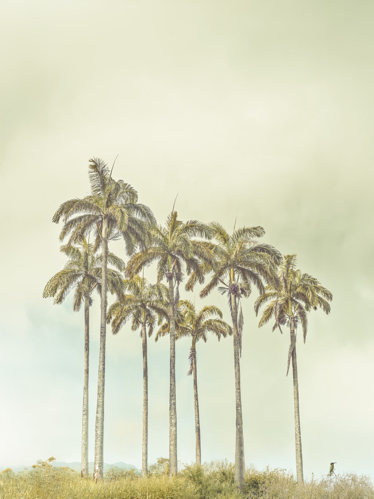 Breezy Palms Wall Mural in your room — zoomed