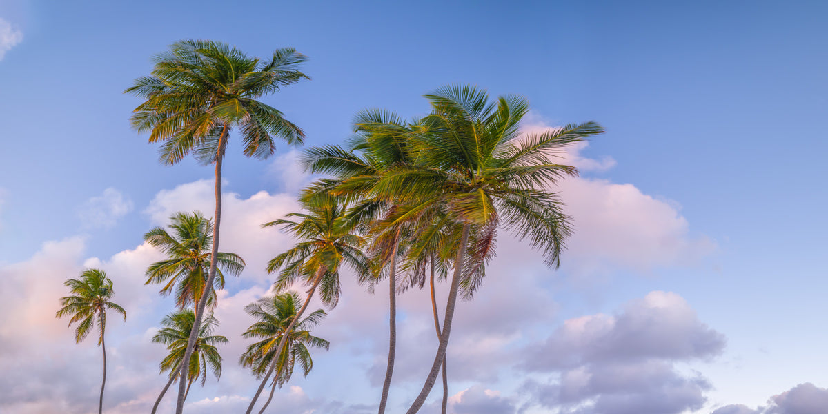 Tropical Palms Evening Wall Mural in your room — zoomed