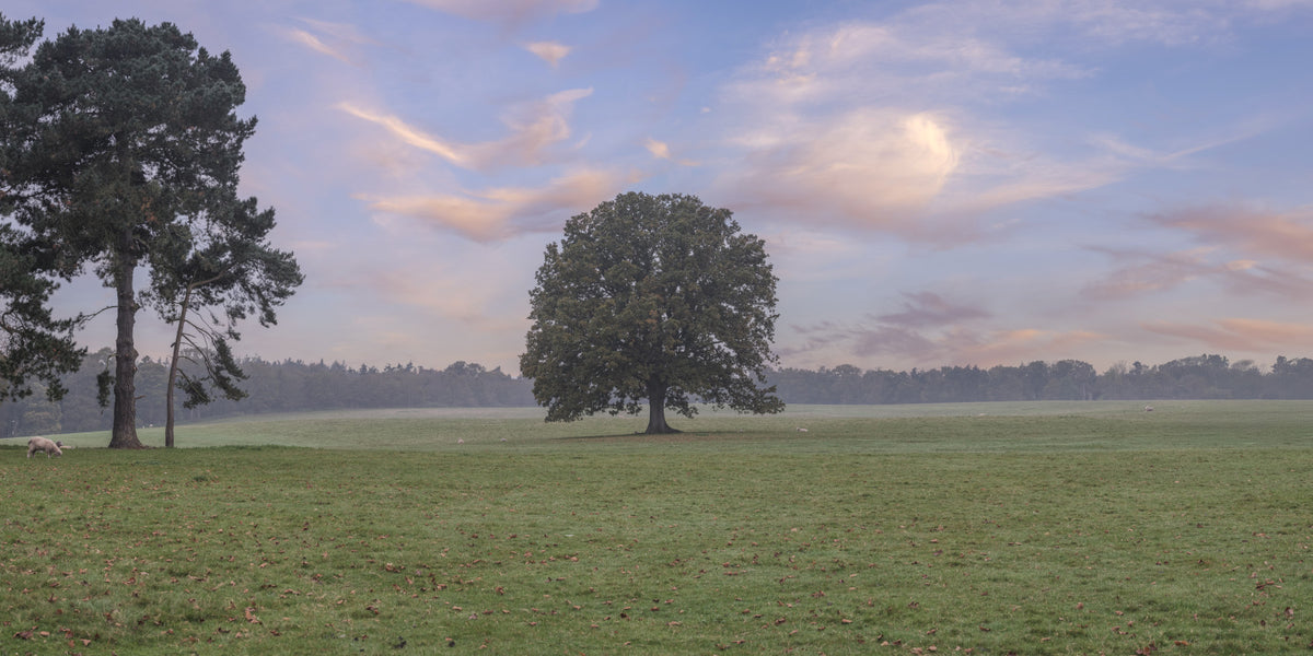 Tranquil Sunrise Field Wall Mural in your room — zoomed