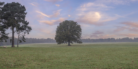 Tranquil Sunrise Field Wall Mural