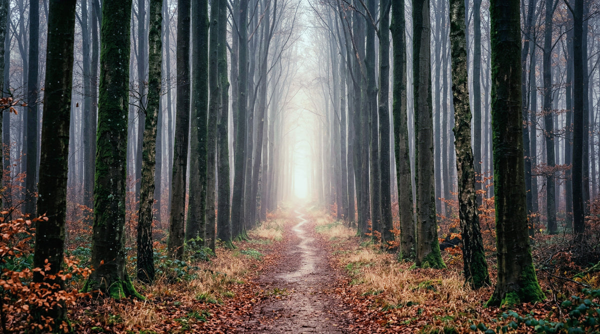 Misty Forest Serenity Wall Mural in your room
