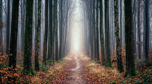 Misty Forest Serenity Wall Mural