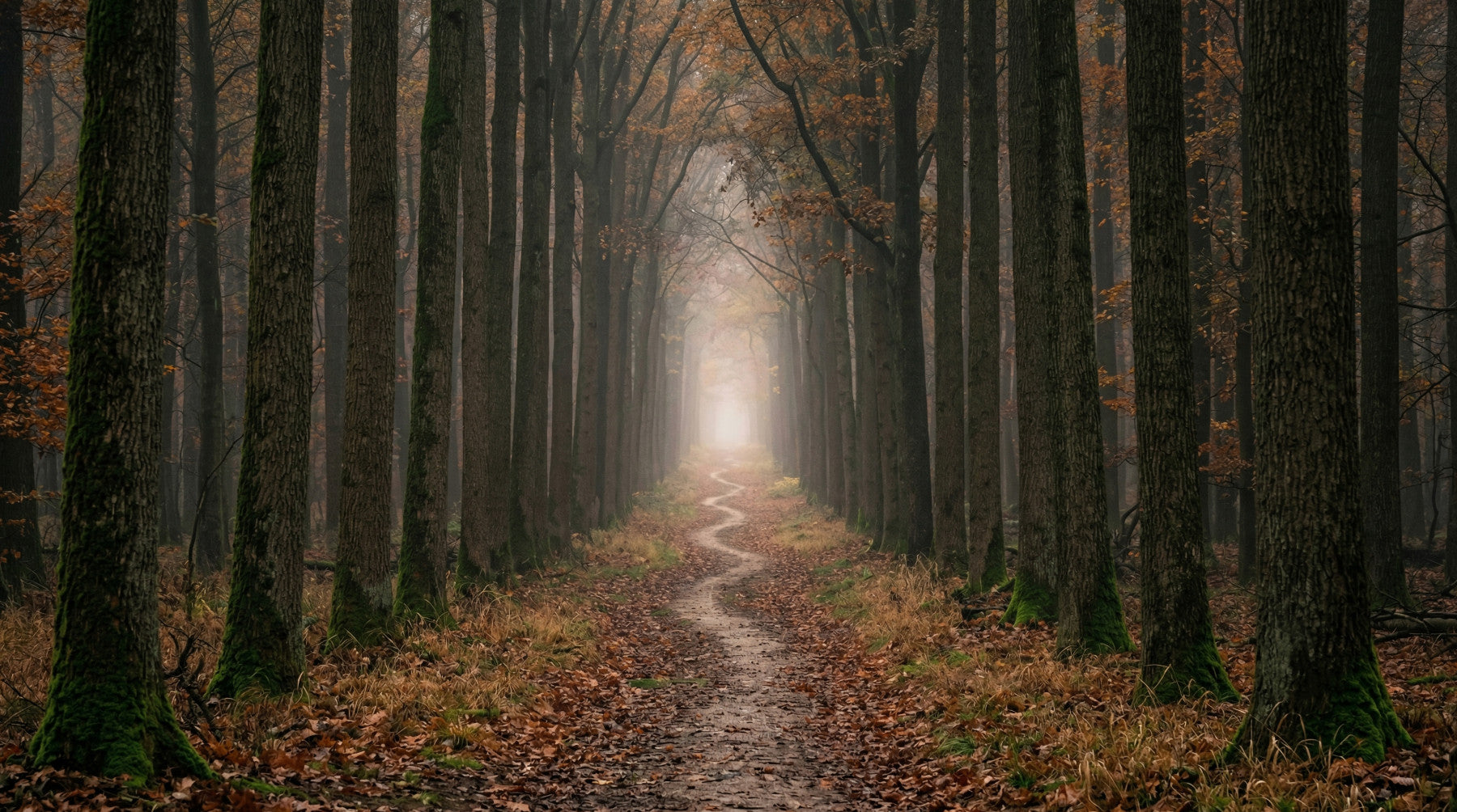 Bedroom woodland trail wall mural autumn forest scene