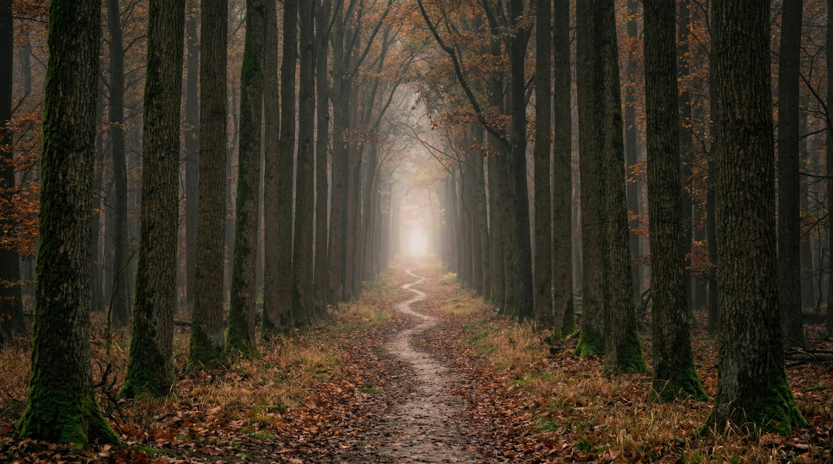 Winding Woodland Way Wall Mural in your room — zoomed
