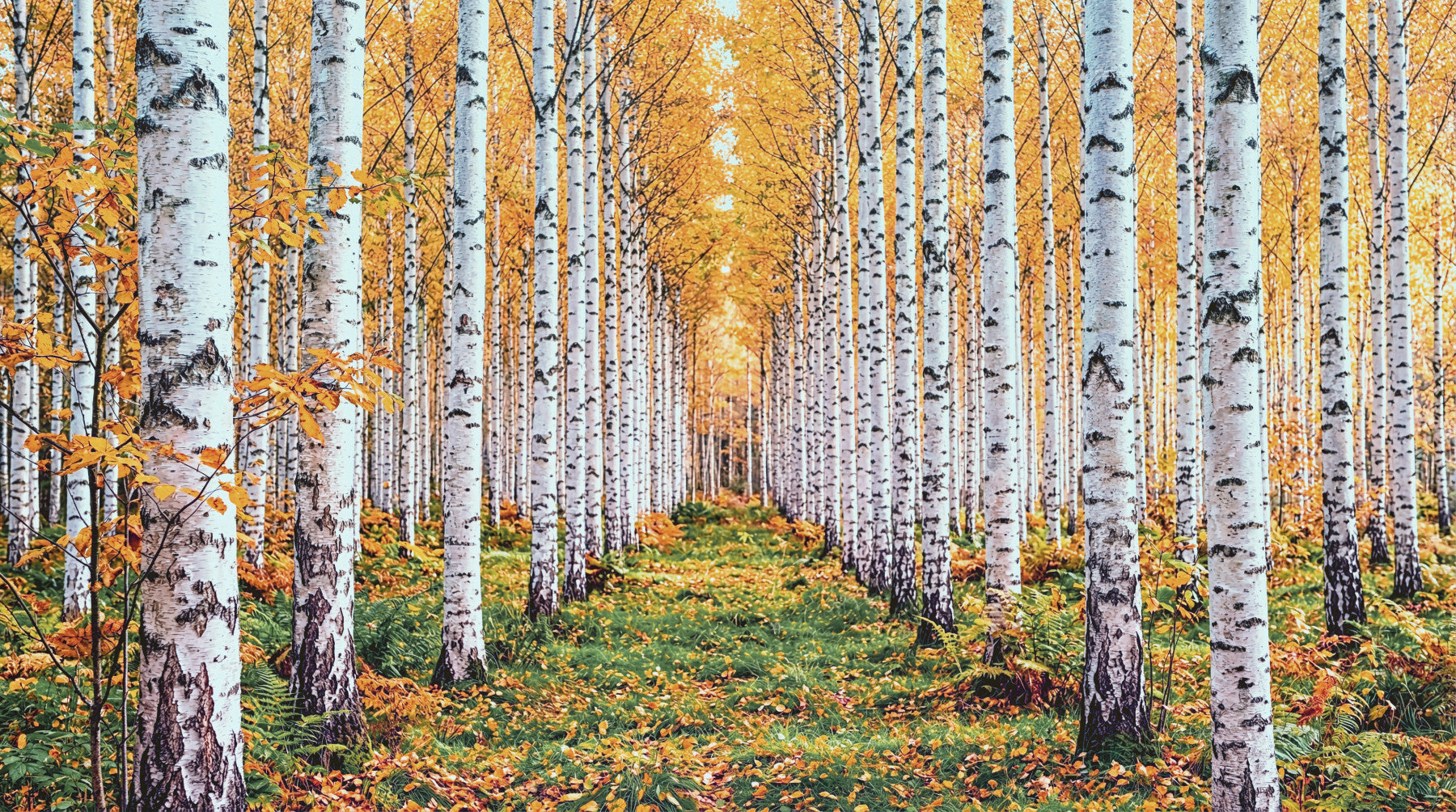 Golden Birch Forest Path Wall Mural